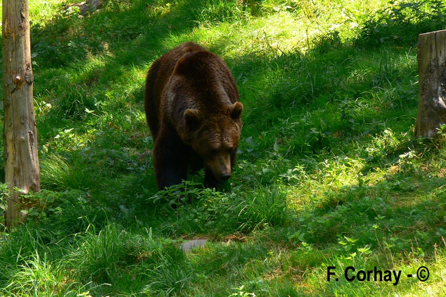 Ursus sp. (ours)